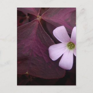 Purple Leaf Shamrock Flower Postcard