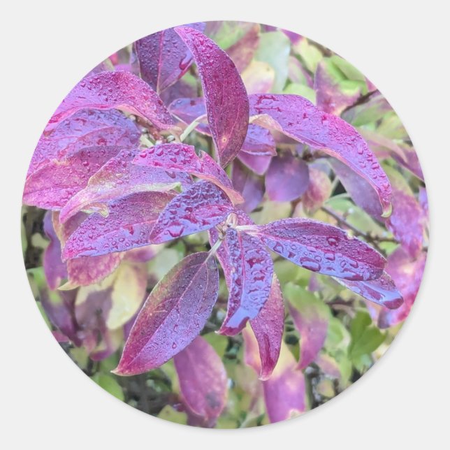 Purple leaves on stickers (Front)