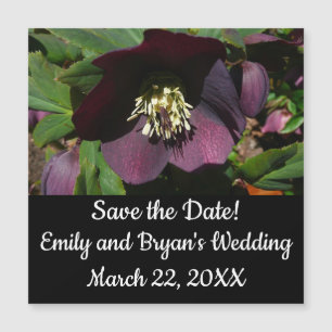 Purple Lenten Rose Easter Flower