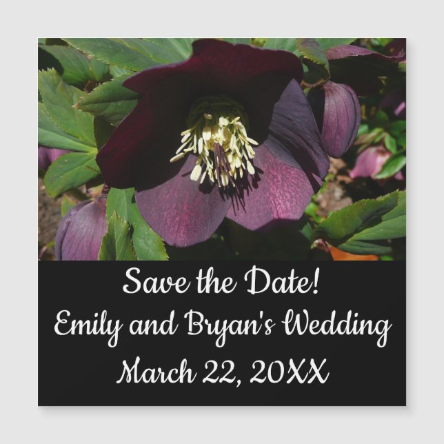 Purple Lenten Rose Easter Flower (Front)