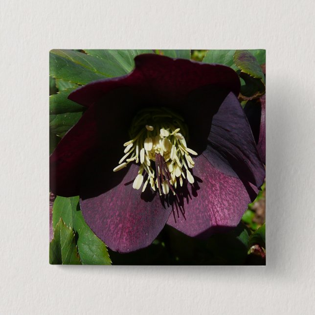 Purple Lenten Rose Easter Flower 15 Cm Square Badge (Front)