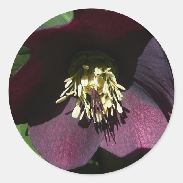 Purple Lenten Rose Easter Flower Classic Round Sticker (Front)