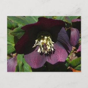 Purple Lenten Rose Easter Flower Holiday Postcard