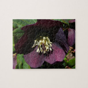 Purple Lenten Rose Easter Flower Jigsaw Puzzle