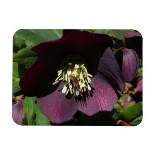Purple Lenten Rose Easter Flower Magnet