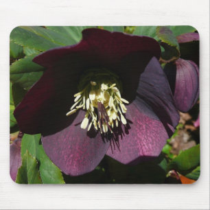Purple Lenten Rose Easter Flower Mouse Mat