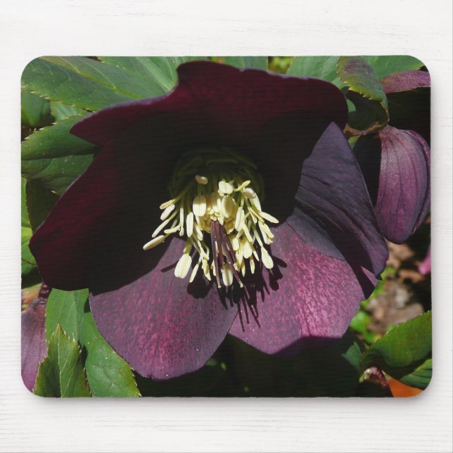 Purple Lenten Rose Easter Flower Mouse Mat (Front)