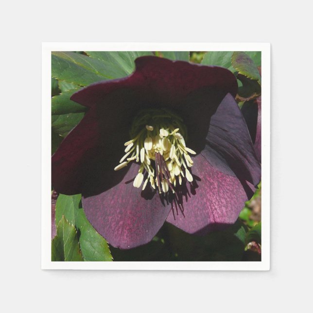 Purple Lenten Rose Easter Flower Napkin (Front)