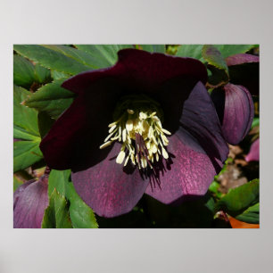 Purple Lenten Rose Easter Flower Poster