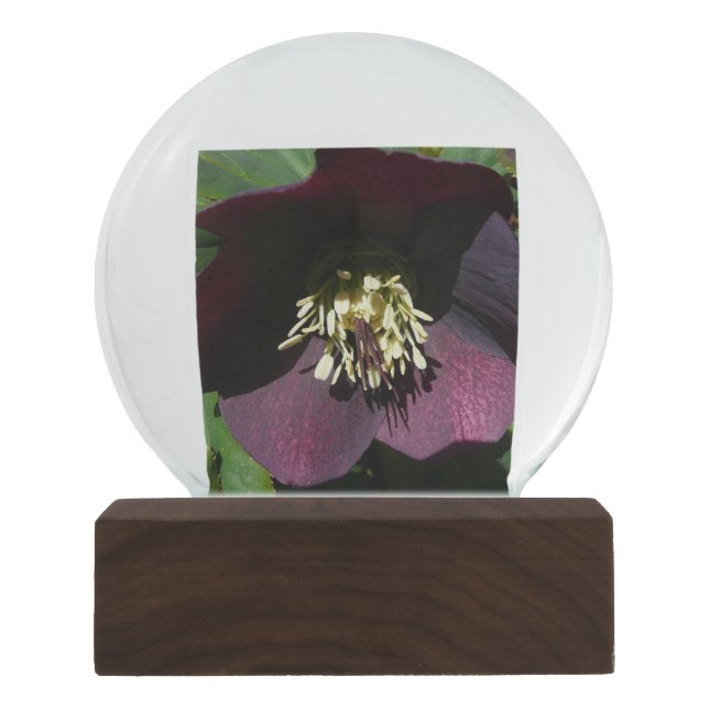 Purple Lenten Rose Easter Flower Snow Globe (Front)