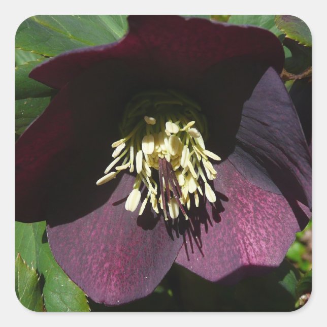 Purple Lenten Rose Easter Flower Square Sticker (Front)