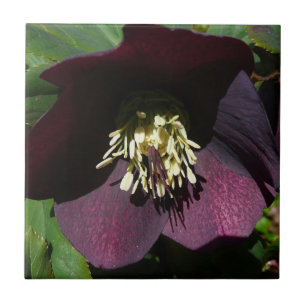 Purple Lenten Rose Easter Flower Tile