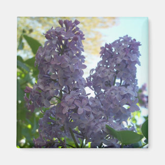 Purple Lilac 8 Magnet