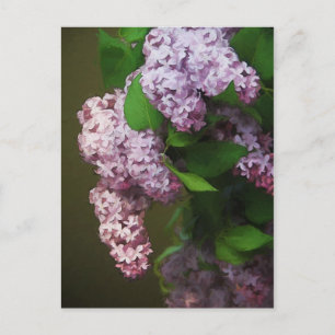 Purple Lilac Bouquet Painting Postcard