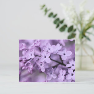 Purple Lilac Flower Branches Holiday Postcard