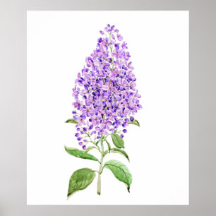 purple lilac flower watercolor  poster