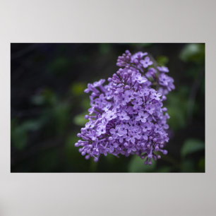 Purple Lilac Flowers Macro Photography Poster