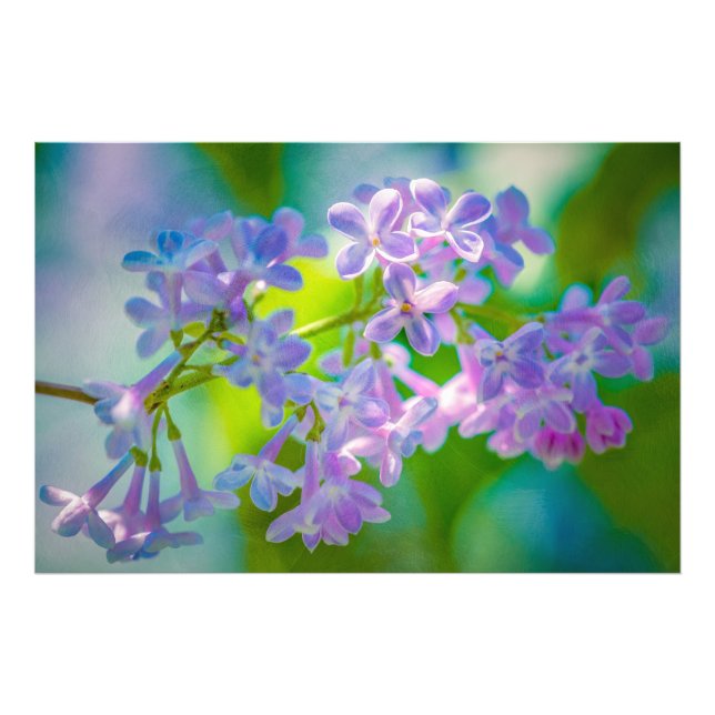 Purple Lilac Flowers Photo Print (Front)