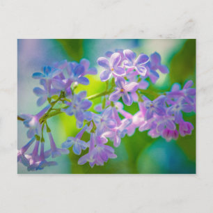 Purple Lilac Flowers Postcard