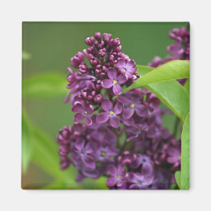 Purple Lilac Magnet
