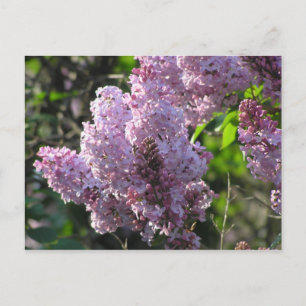 Purple Lilac Postcard