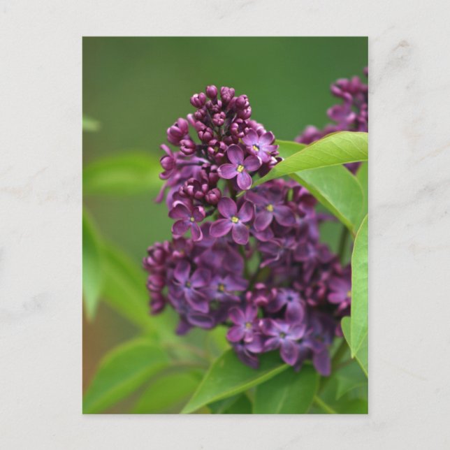 Purple Lilac Postcard (Front)
