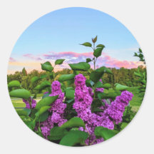 Purple Lilacs at sunset