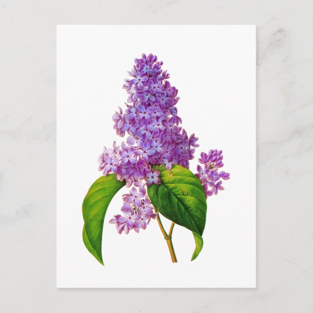 Purple Lilacs by Pierre-Joseph Redoute Postcard (Front)