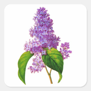 Purple Lilacs by Pierre-Joseph Redoute Square Sticker
