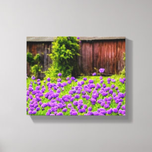 Purple Lilacs in the Country with a Vintage Barn Canvas Print