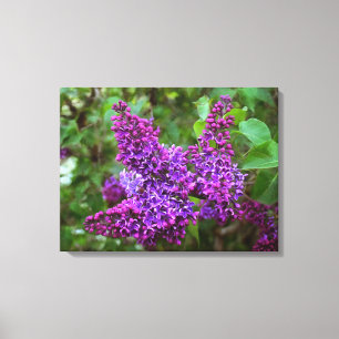 Purple Lilacs on a Spring Day Canvas Print