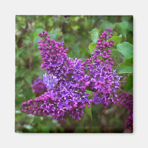 Purple Lilacs on a Spring Day Magnet