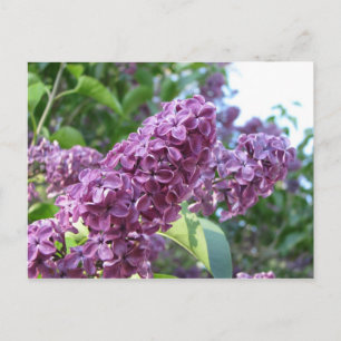 purple lilacs postcard