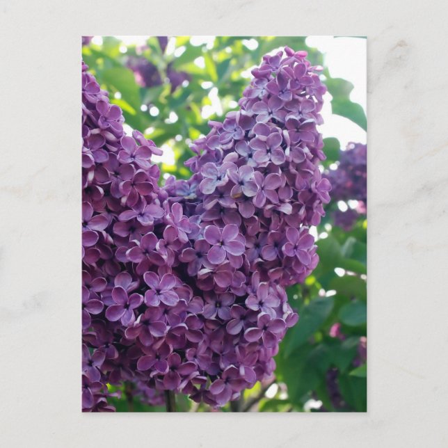 Purple Lilacs Postcard (Front)