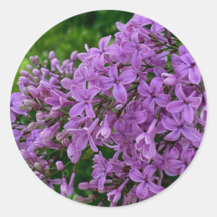 Purple lilacs romantic elegant purple floral photo classic round sticker