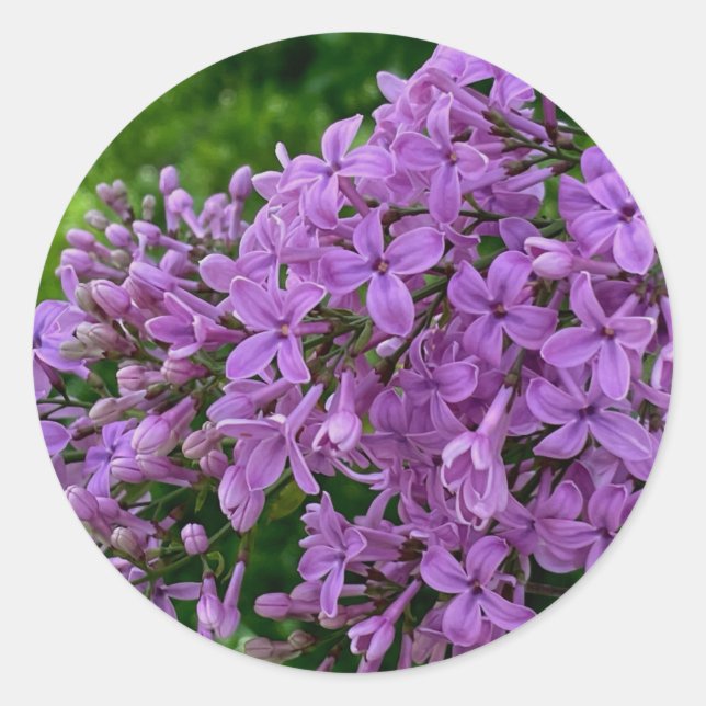 Purple lilacs romantic elegant purple floral photo classic round sticker (Front)