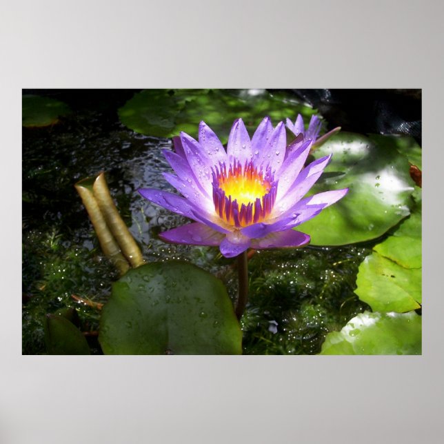 Purple lilly in pond poster (Front)