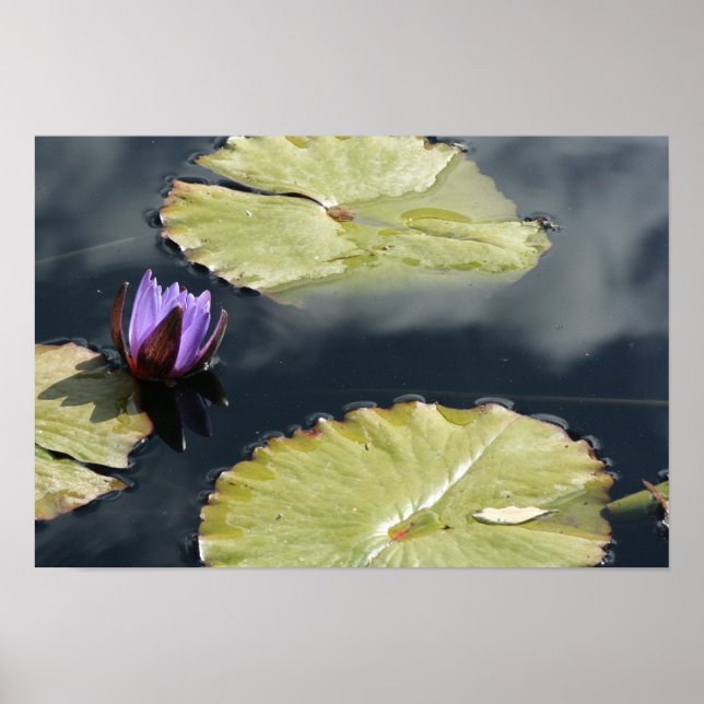 Purple Lily Poster (Front)