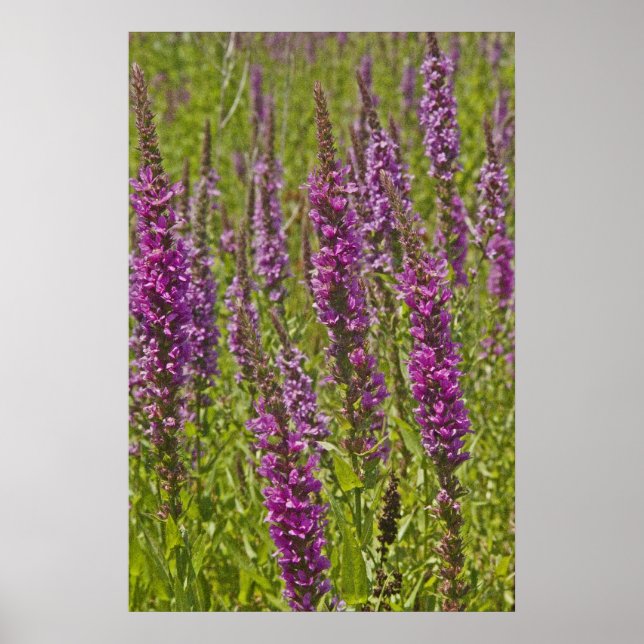 Purple Loosestrife Poster (Front)