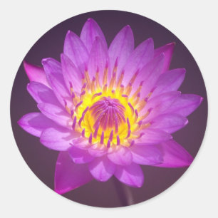 Purple Lotus Flower Classic Round Sticker