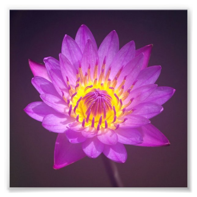 Purple Lotus Flower Photo Print (Front)