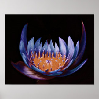 Purple-Lotus-Flower Poster