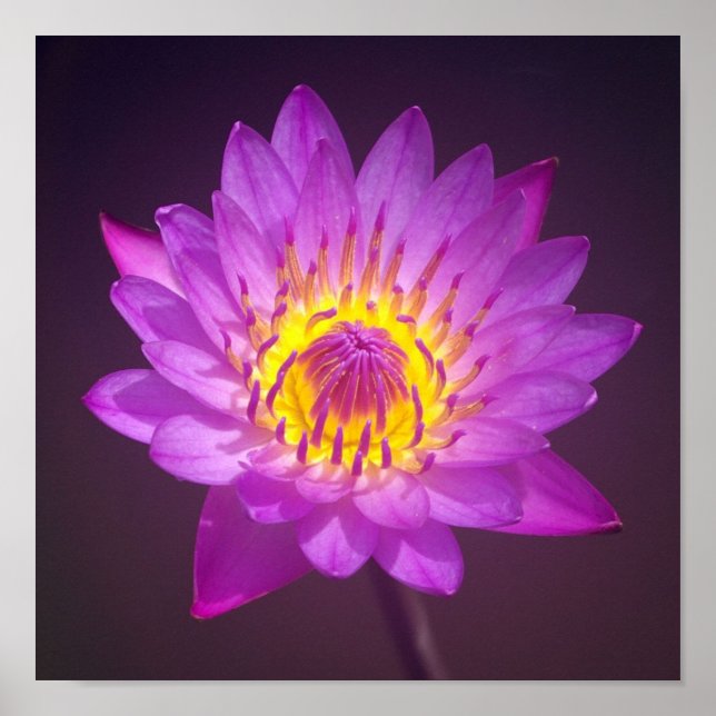 Purple Lotus Flower Poster (Front)