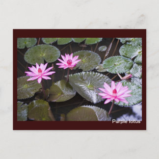 Purple lotus postcard