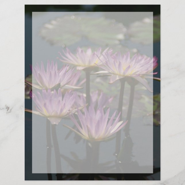 Purple Lotus Waterlilies (Front)