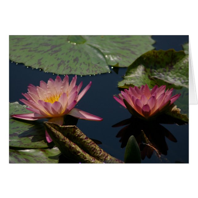 Purple Lotus Waterlilies Card (Front Horizontal)