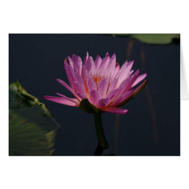 Purple Lotus Waterlily Card (Front Horizontal)
