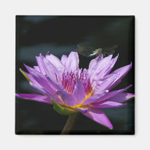 Purple Lotus Waterlily Dragonfly magnet