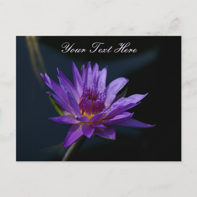 Purple Lotus Waterlily Postcard (Front)