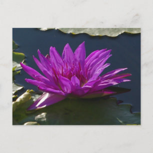 Purple Lotus Waterlily Postcard